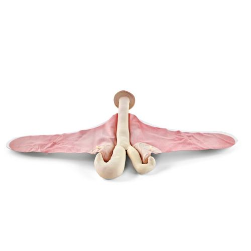 Szarvasmarha teriogenol&oacute;giai uterus k&eacute;szlet (5 darabos), 1025499, Szarvasmarha szimul&aacute;torok &nbsp;