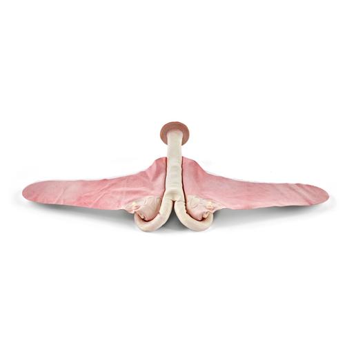 Szarvasmarha tereriogenol&oacute;gia: Nyitott teh&eacute;n uterus, 1025504, Szarvasmarha szimul&aacute;torok &nbsp;