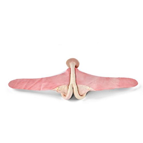 Szarvasmarha tereriogenol&oacute;giai uterus - &uuml;sző&nbsp;, 1025505, Szarvasmarha szimul&aacute;torok &nbsp;