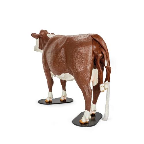 Hereford Model Dystocia Simulator Brown, 1025508, Bovine Simulators