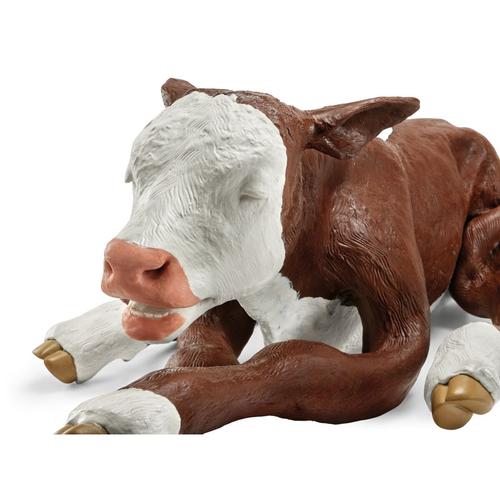 Hereford dystocia borj&uacute; modell, barna, 1025514, Szarvasmarha szimul&aacute;torok &nbsp;