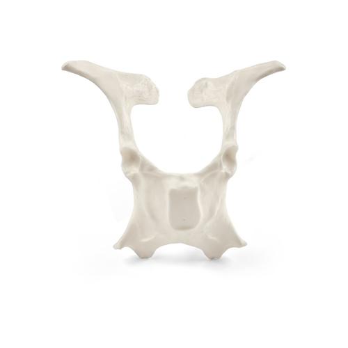 Szarvasmarha Pelvis, 1025517, Szarvasmarha szimul&aacute;torok &nbsp;