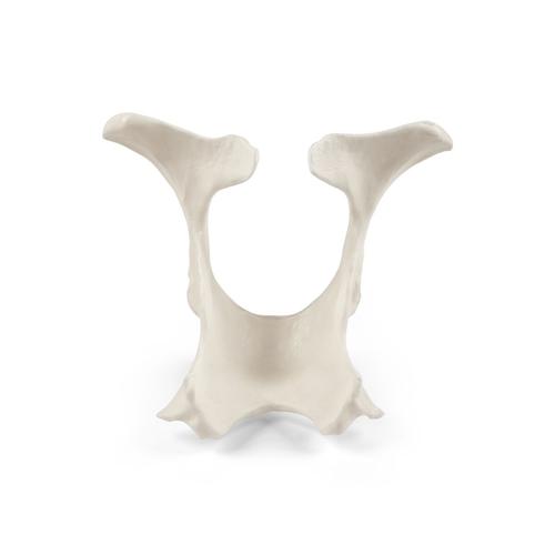 Bovine Pelvis, 1025517, Bovine Simulators