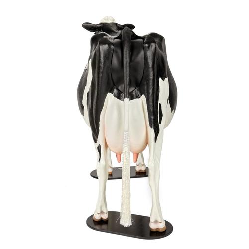 Holstein dystocia szimul&aacute;tor, 1025528, Szarvasmarha szimul&aacute;torok &nbsp;