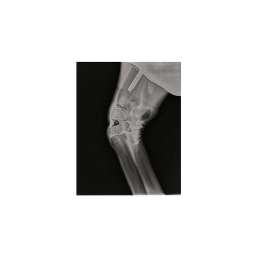Equine Radiology Limb, 1025582, Equine Simulators