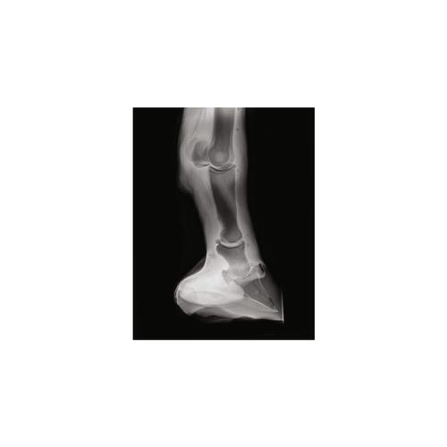 Equine Radiology Limb, 1025582, Equine Simulators
