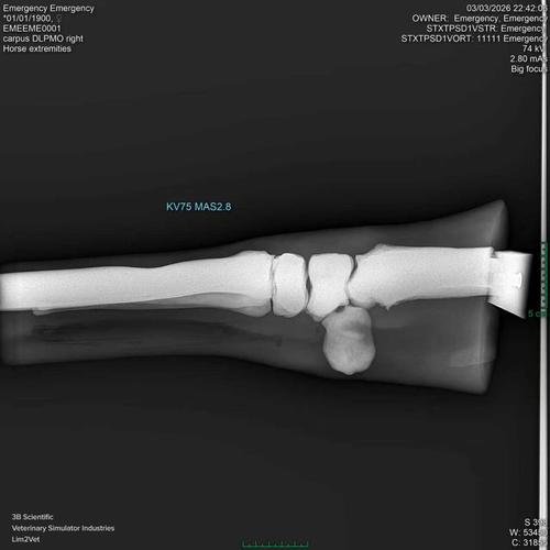 Equine Radiology Limb with Stand, 1025583, Equine Simulators