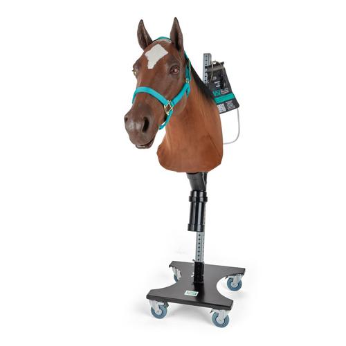 Equine Nasogastric with Venipuncture and Intramuscular Injection Model with Stand, 1025594, Equine Simulators