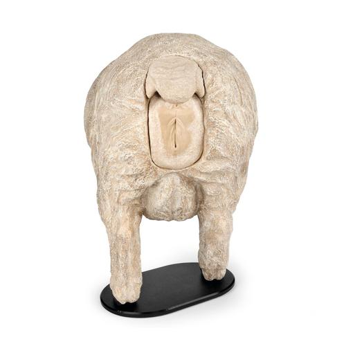 Southdown Theriogenology Model, 1025604, Swine and Ovis Simulators
