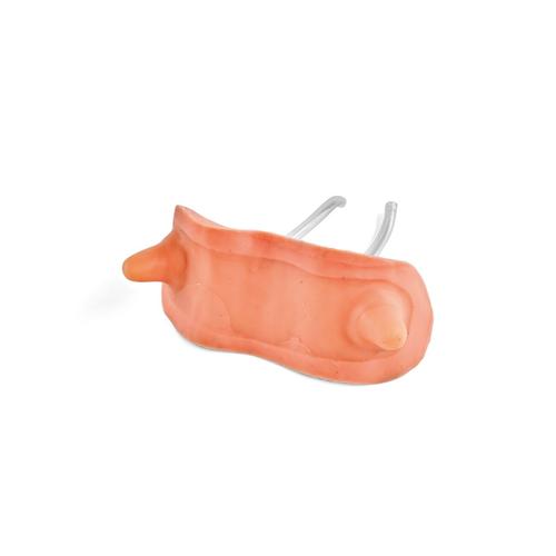 T&eacute;tines mod&egrave;le Southdown, 1025615, Simulateurs porcins et ovins