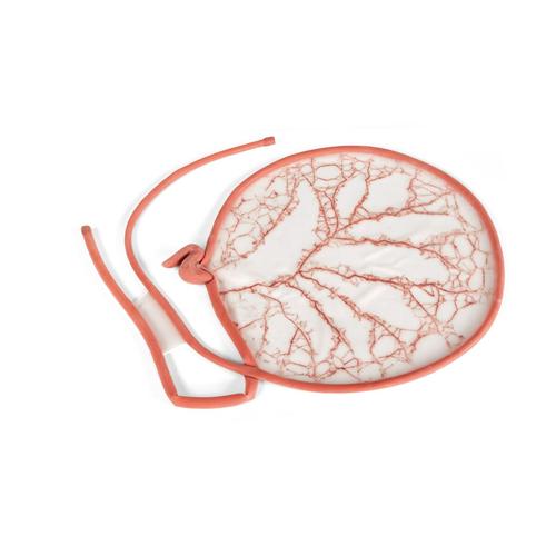 Tratto gastrointestinale del cane, 1025629, Ricambi