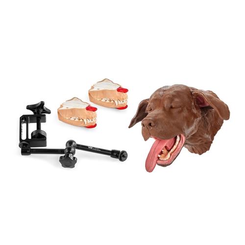 Canine Dental Surgical Base Model, Brown, 1025636, Canine Simulators
