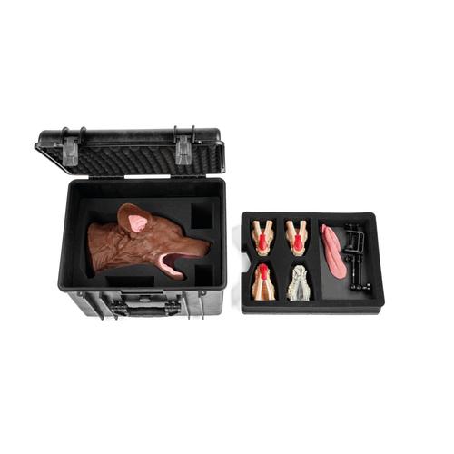 Kutya - dent&aacute;lis seb&eacute;szeti csomag, barna, 1025648, Kutya szimul&aacute;torok