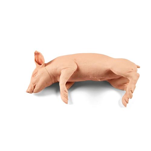 Nem penetr&aacute;ci&oacute;s malac, 9 kg, 1025659, Eutan&aacute;zia tr&eacute;ning szimul&aacute;torok
