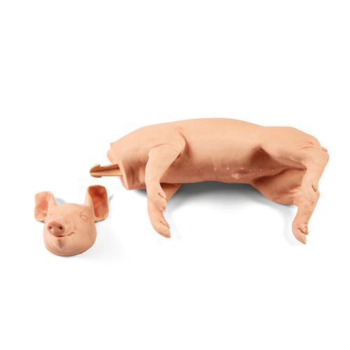 Nem penetr&aacute;ci&oacute;s malac, 9 kg, 1025659, Eutan&aacute;zia tr&eacute;ning szimul&aacute;torok