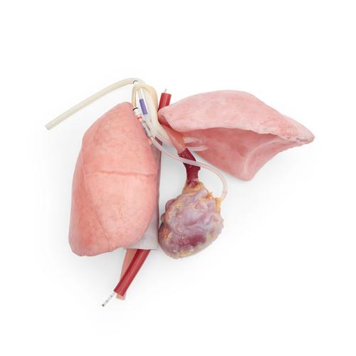 ASSP for OS3 &ndash; Chest package, 1025886, Surgical Procedures Training