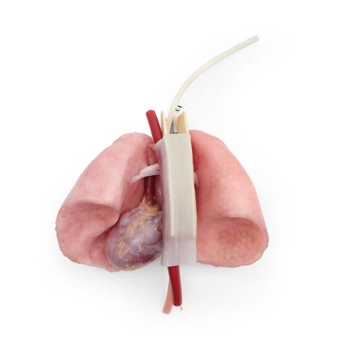 ASSP az OS3-hoz &ndash; Mellkasi csomag, 1025886, Surgical Procedures Training