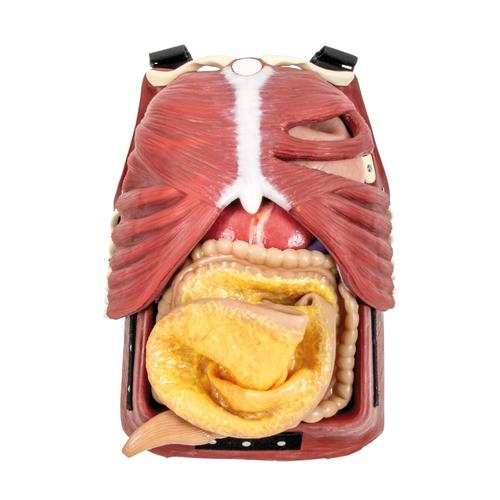 Surgical Cut Suit (TCCC/EMS Capabilities) - Light Skin, 1025958, Surgical Procedures Training