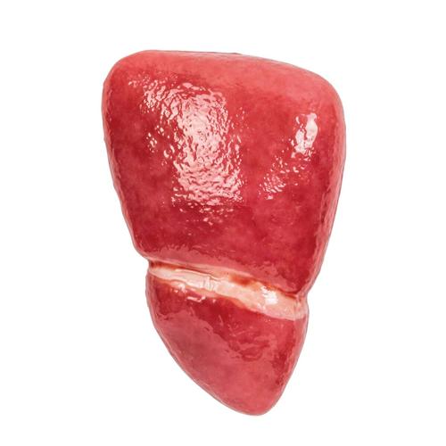 Liver w/ Gallbladder, 1025971, Replacements