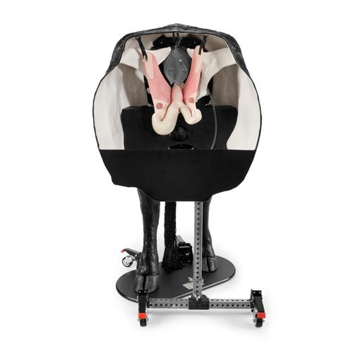 Hereford Advanced Bovine Theriogenology Model, Black, 1026384, Szarvasmarha szimul&aacute;torok &nbsp;
