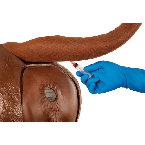 Hereford halad&oacute; szarvasmarha teriogenol&oacute;gia modell, barna, 1026388, Szarvasmarha szimul&aacute;torok &nbsp;