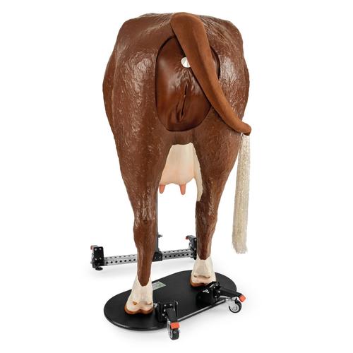 Hereford Advanced Bovine Theriogenology Model, Brown White, 1026389, Bovine Simulators