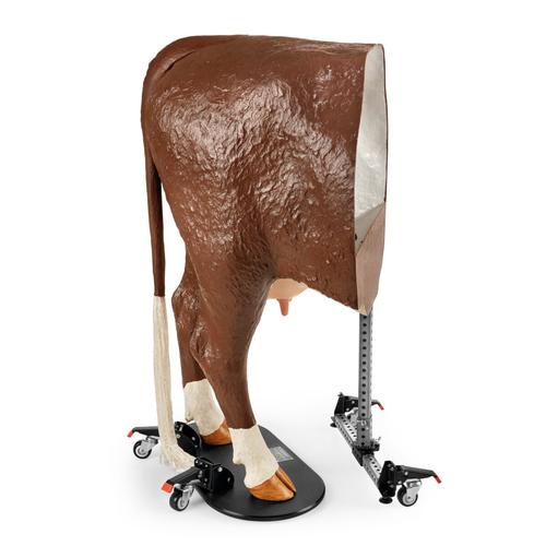Hereford Mod&egrave;le avanc&eacute; de th&eacute;riogenologie bovine, Brun Blanc, 1026389, Simulateurs bovins