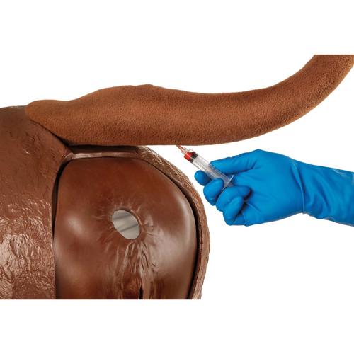 Hereford Mod&egrave;le avanc&eacute; de th&eacute;riogenologie bovine, Brun Blanc, 1026389, Simulateurs bovins
