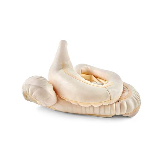 Tratto gastrointestinale equino, 1026445, Ricambi