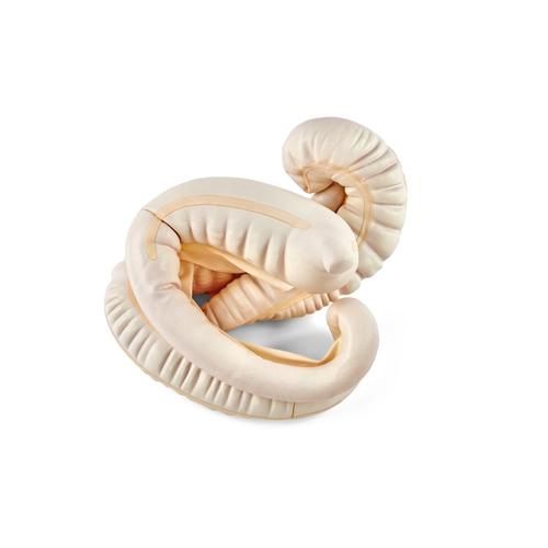 Tratto gastrointestinale equino, 1026445, Ricambi