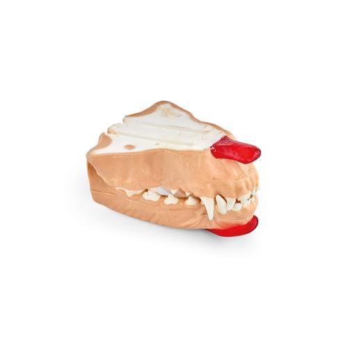 Canine Surgical Jaw Set, 1026457, Canine Simulators