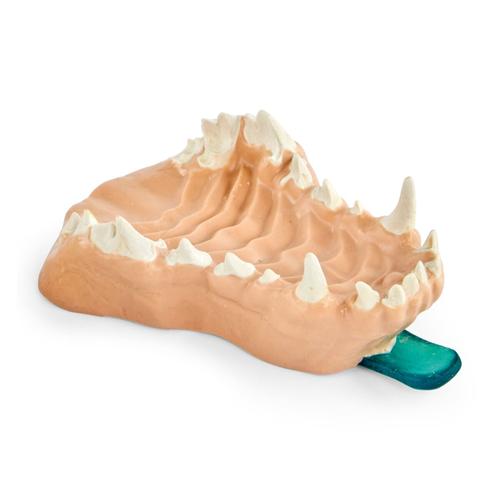 Radiographie de la canine maxillaire, 1026459, Simulateurs canins