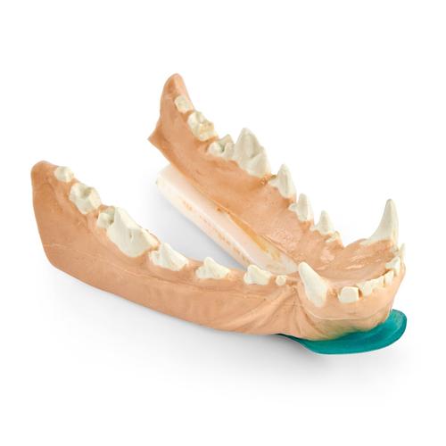 Canine X-ray Mandible, 1026460, Canine Simulators