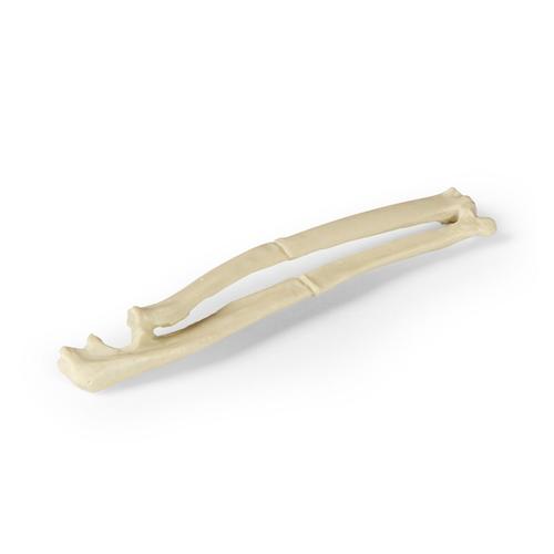 Feline Radius Bone with Transverse Break, 1026508, Feline Simulators