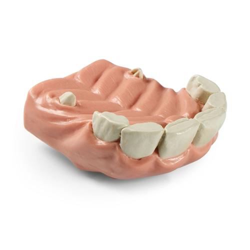 Equine Upper Incisors, 1026516, Equine Simulators