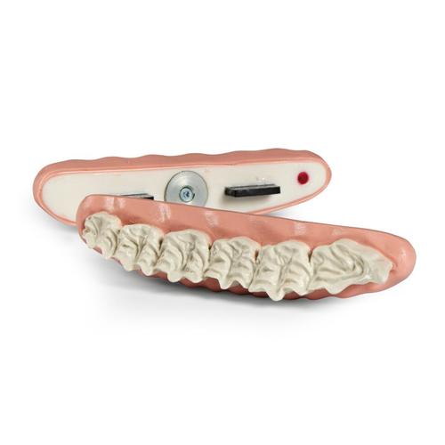 Equine Wave Maxilla, 1026523, Replacements