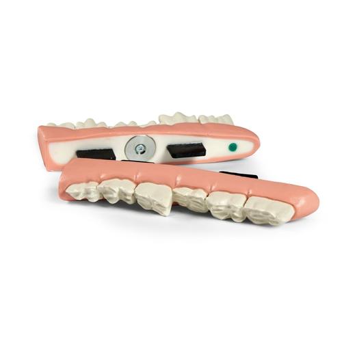 Mandibule &eacute;quine &agrave; bouche en escalier, 1026524, Simulateurs &eacute;quins