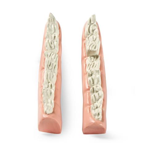 Mandibule &eacute;quine &agrave; bouche en escalier, 1026524, Simulateurs &eacute;quins