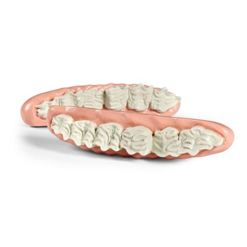 Maxilla dentaire &eacute;quine en escalier, 1026525, Simulateurs &eacute;quins