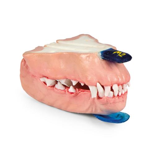 Canine Dental Pathology Jaw Model &ndash; Progressive Pathology Series, 1027259, Canine Simulators