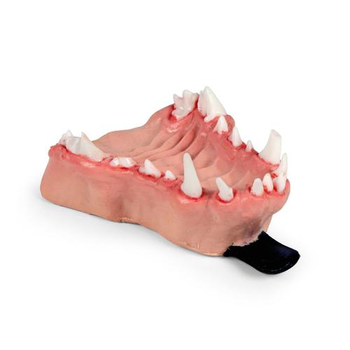 Canine Dental Pathology Jaw Model &ndash; Progressive Pathology Series, 1027259, Canine Simulators