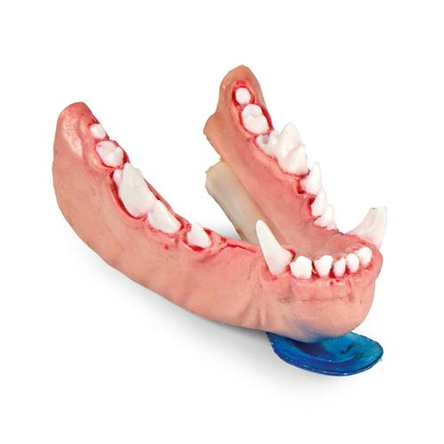 Canine Dental Pathology Jaw Model &ndash; Progressive Pathology Series, 1027259, Canine Simulators