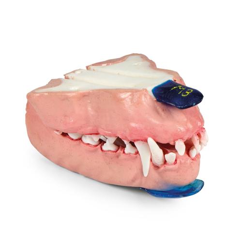 Canine Dental Pathology Jaw Model &ndash; Complex Pathology Series, 1027260, Canine Simulators