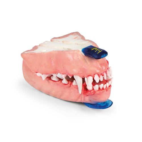 Canine Dental Pathology Jaw Model &ndash; Oral Mass Series, 1027261, Canine Simulators