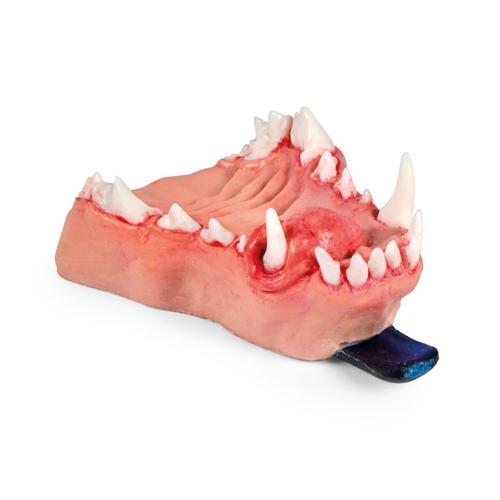 Kutyafog&aacute;szati k&oacute;rtani &aacute;llkapocsmodell &ndash; Sz&aacute;j&uuml;regi elv&aacute;ltoz&aacute;sok sorozat (gingiv&aacute;lis & or&aacute;lis neopl&aacute;zi&aacute;k), 1027261, Kutya szimul&aacute;torok