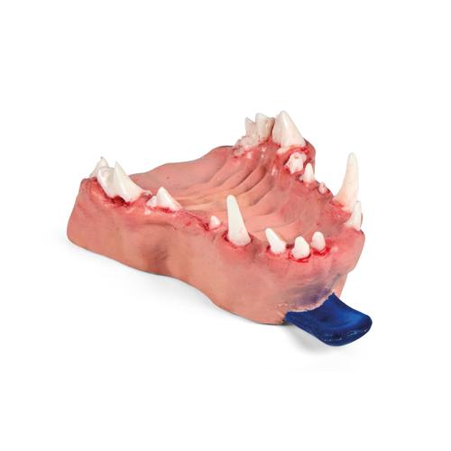 Mod&egrave;le de m&acirc;choire pour pathologie dentaire canine &ndash; S&eacute;rie de pathologie de base (fracture coronaire & furcation) Maxillaire, 1027262, Simulateurs canins