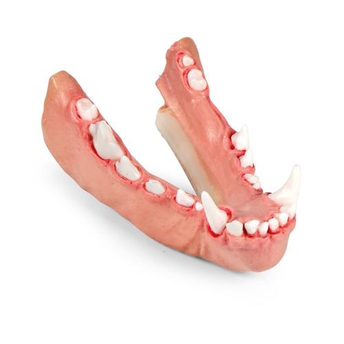 Mod&egrave;le de m&acirc;choire de pathologie dentaire canine &ndash; S&eacute;rie de pathologies fondamentales (fracture coronaire & furcation) Mandibule, 1027263, Simulateurs canins