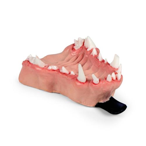 Canine Dental Pathology Jaw Model &ndash; Progressive Pathology Series Maxilla, 1027264, Canine Simulators