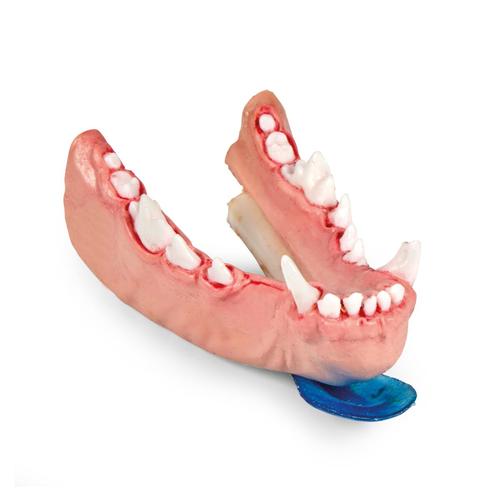 Mod&egrave;le de mandibule illustrant une pathologie dentaire canine &ndash; S&eacute;rie de pathologie progressive (bilat&eacute;rale & multi-quadrant), 1027265, Simulateurs canins