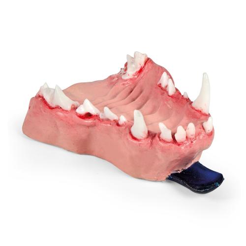 Mod&egrave;le de m&acirc;choire illustrant des pathologies dentaires canines &ndash; S&eacute;rie de pathologies complexes (gingivite & l&eacute;sion double) Maxillaire, 1027266, Simulateurs canins